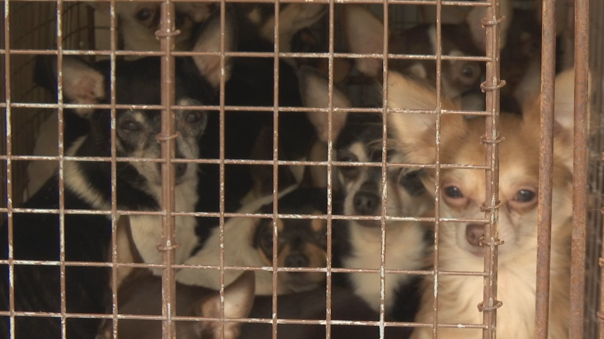 abused animals 1.jpg